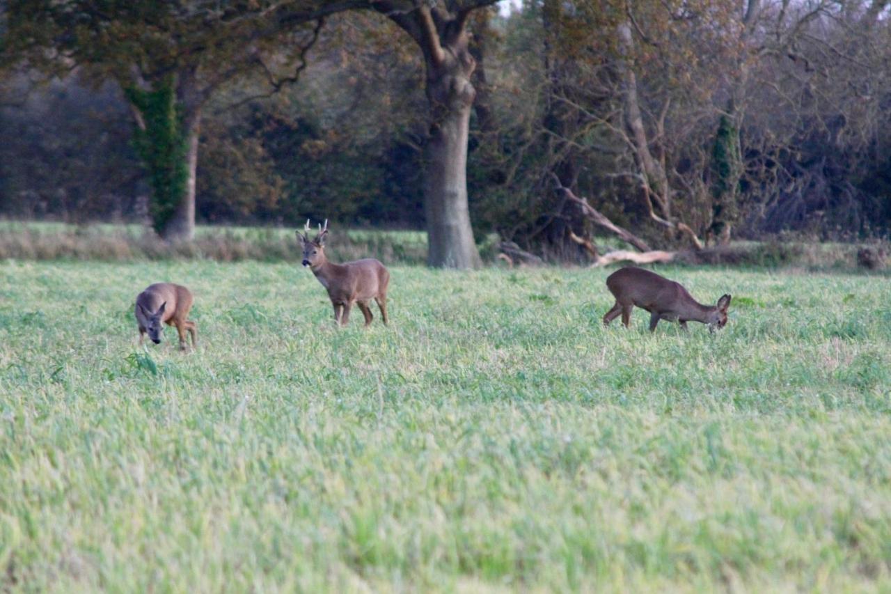 Hunston Mill Self Catering Dog Stay For Free Chichester Exteriör bild